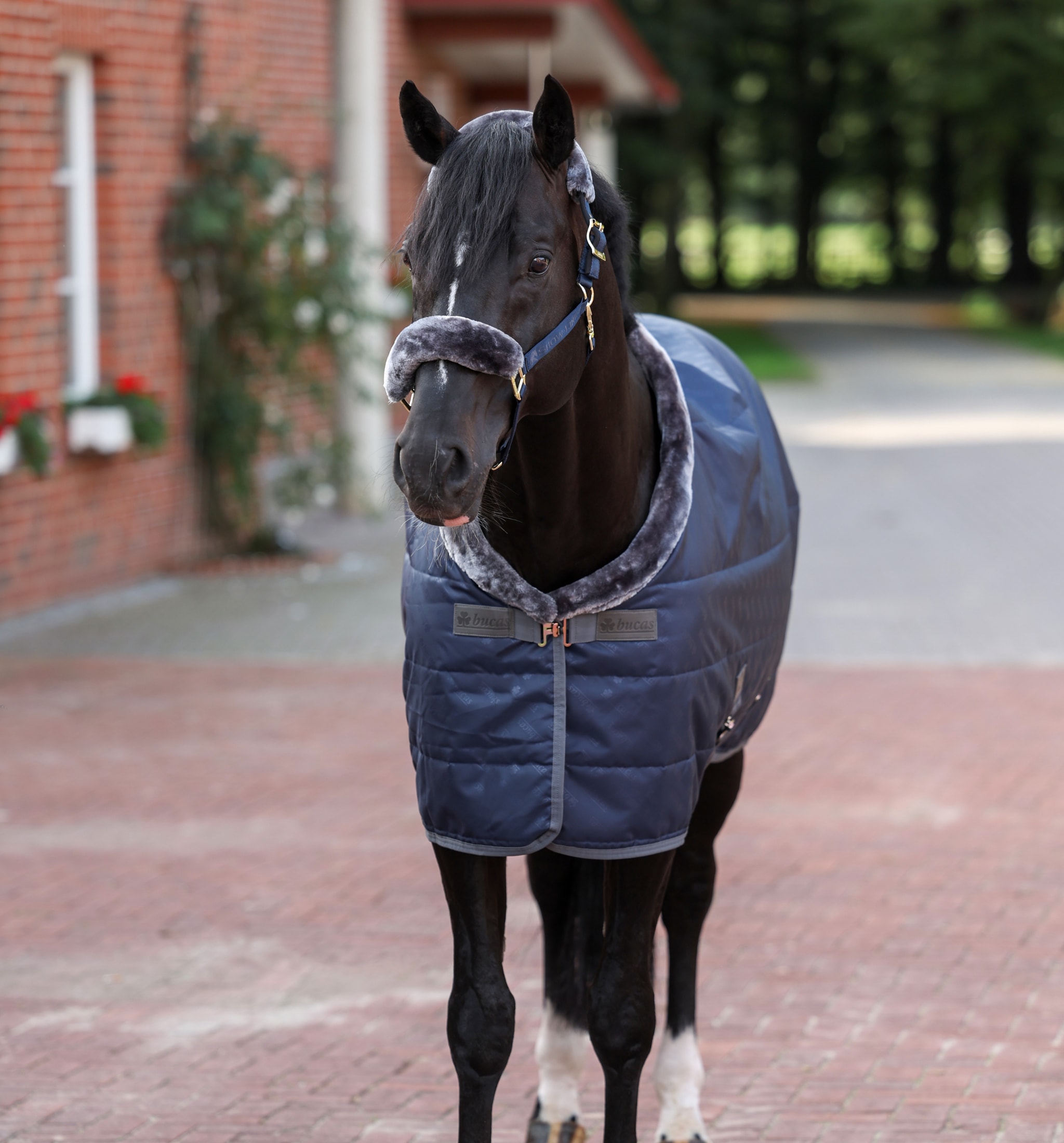 Show-Line Stable Rug 150g - Navy