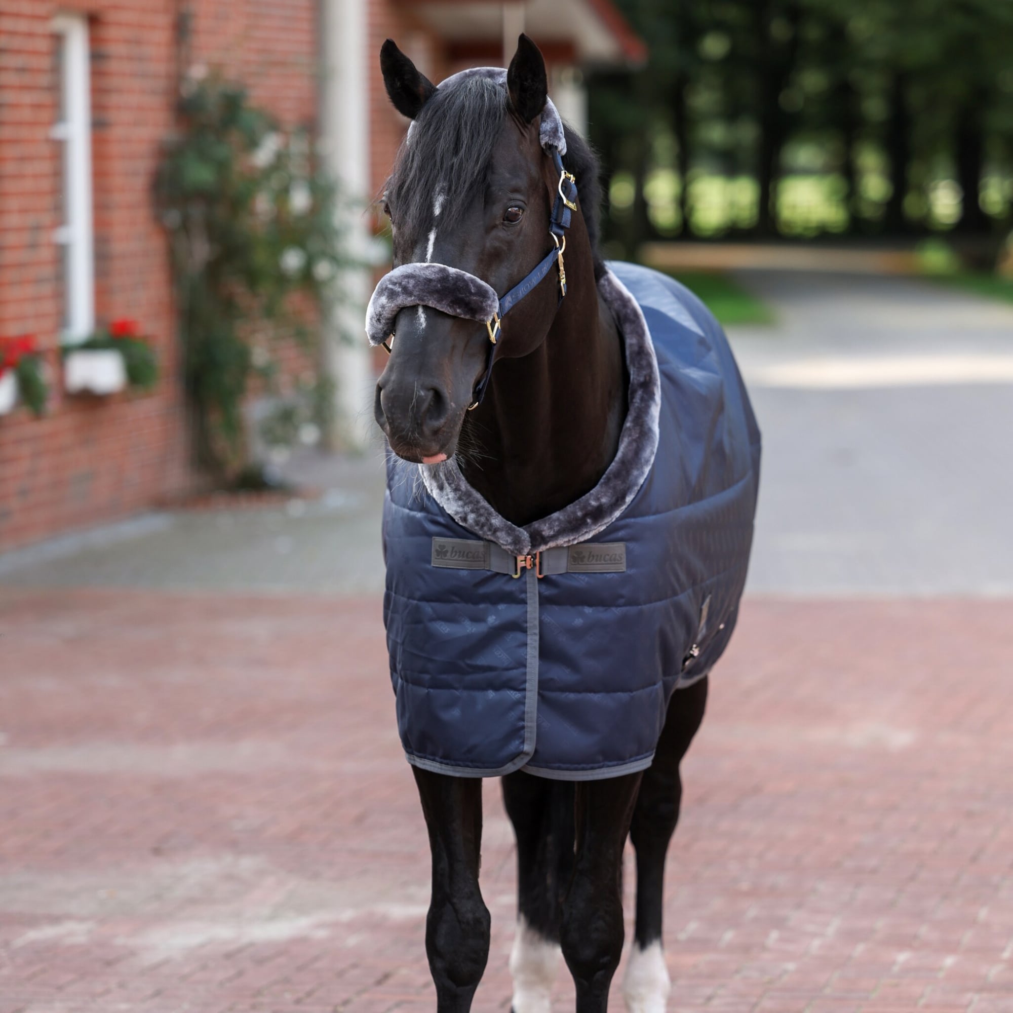 Show-Line Stable Rug 150g - Navy