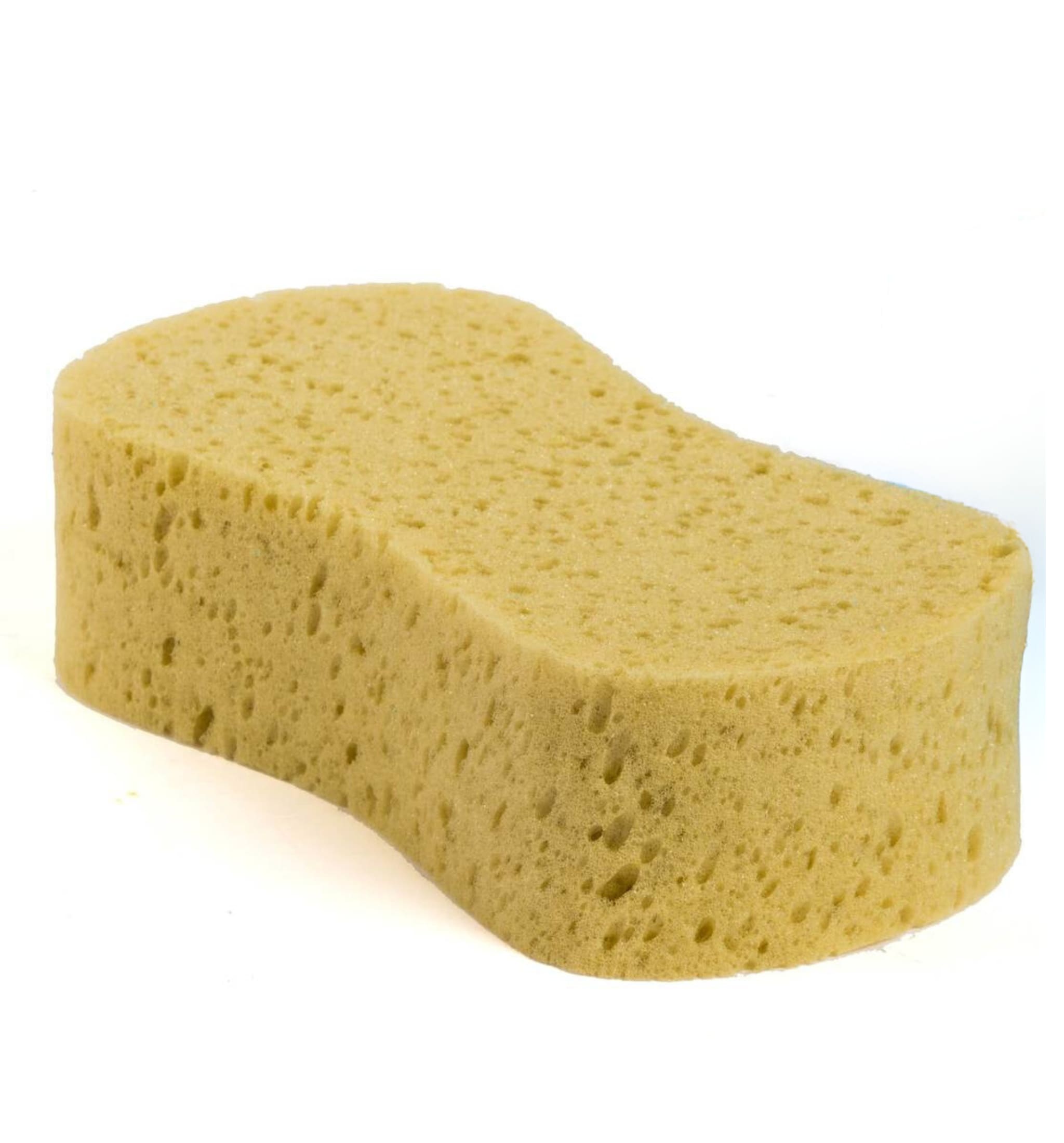 Sponge - Nature