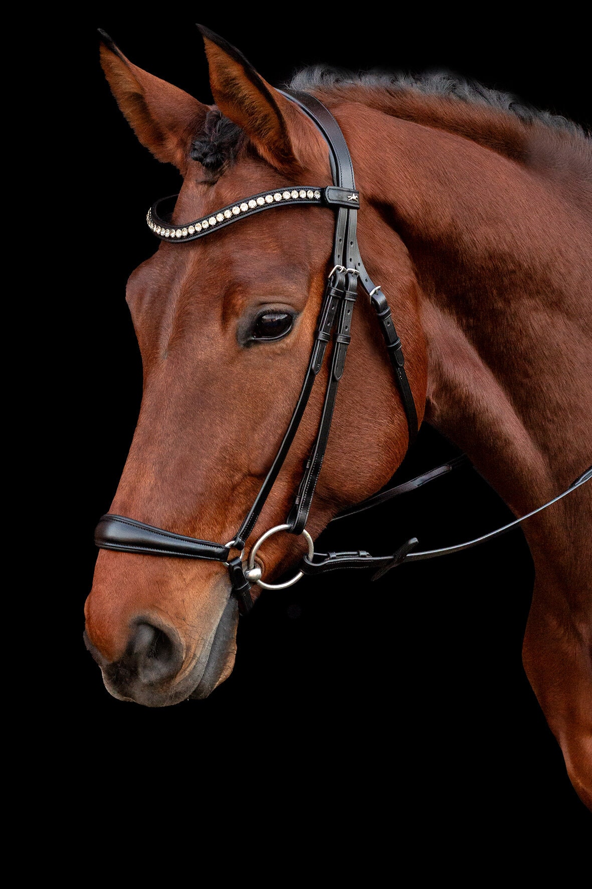 Drop Noseband Bridle Pisa - Black